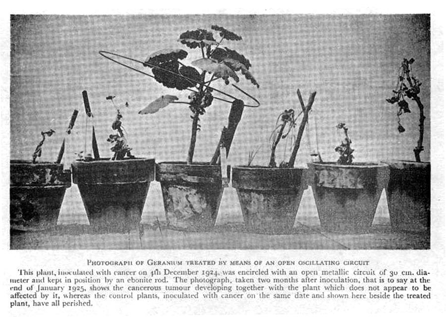 Geranium treated by means of open oscillating circuit