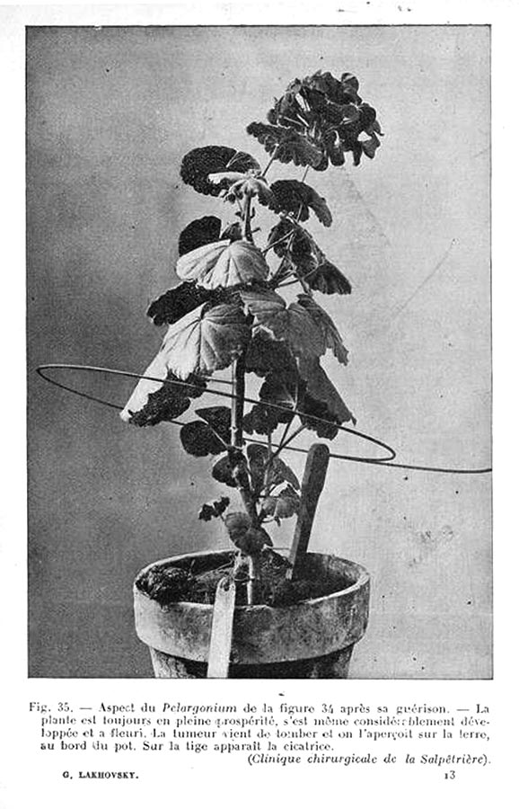 Dr Lakhovsky's experiment on plant